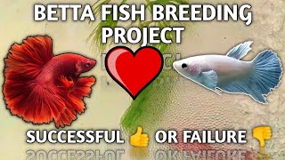 Betta Fish Breeding Project  Fighter Fish Breeding [upl. by Zacharie265]