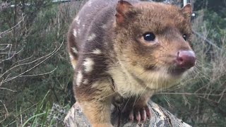 Searching for quolls on Yourka Reserve [upl. by Carl960]