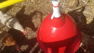 Comment brancher un abreuvoir automatique pour poules et volailles [upl. by Wendalyn]