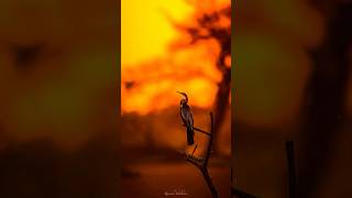 Birds from the Forests amp Wetlands of India 🇮🇳 india birds wildlife photography forest nature [upl. by Initsed]