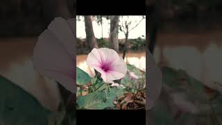 Rau muống  Ipomoea aquatica Forssk thuộc họ Khoai lang  Convolvulaceae garden [upl. by Ynnol]