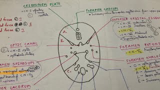 All Important Points About Skull Foramen  INICET NEET PG FMGE  Dr Pawan nagar [upl. by Giza3]