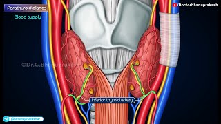 Parathyroid Gland Gross Anatomy Animation Blood supply amp Nerve supply Histology amp Development [upl. by Dylan]