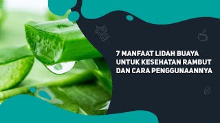 7 Manfaat lidah buaya untuk rambut dan cara menggunakanya [upl. by Rimhsak]