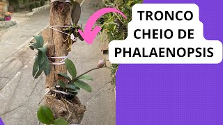 🟥Como replantar orquídeas phalaenopsis em tronco ⁉️ [upl. by Connelly]