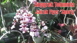 Anggrek Tolumnia Jairak Flyer Sporty [upl. by Adara532]