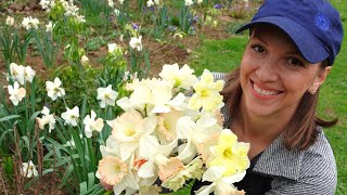 Sunny Spring Planting Day  Weekly Daffodil Tour Planting Phlox Roselilies and Acidanthera [upl. by Zetes]