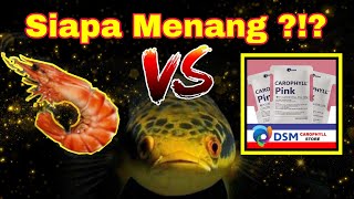 Udang Vaname VS Carophyll  Treatment Channa Maru Yellow Sentarum [upl. by Pauline]