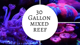 30 Gallon LPS Nano Reef Aquarium [upl. by Neeron]