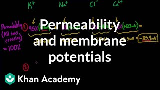 Permeability and membrane potentials  Circulatory system physiology  NCLEXRN  Khan Academy [upl. by Gnous]