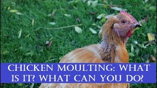 Chicken Moulting What is it What can you do [upl. by Sherilyn]