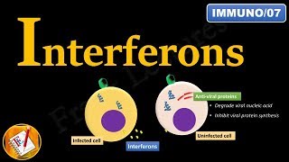 Interferons INFα INFβ and INFγ FLImmuno07 [upl. by Atilehs]