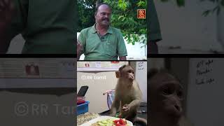 மருந்த பாத்தாலே ஓடிடுவான்  Little monkey  prani mitran  RR Tamil [upl. by Neumann394]