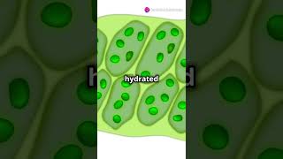 What is a Vacuole Explained biology facts cellbiology science highlights knowledge yt [upl. by Ennobe]