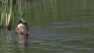 Male Northern Shoveler dabbling to feed [upl. by Clarkson]