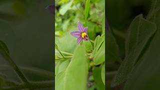 காட்டு சுண்டைக்காய் பூ Solanum pubescens Willd nature shorts flowers [upl. by Collayer]