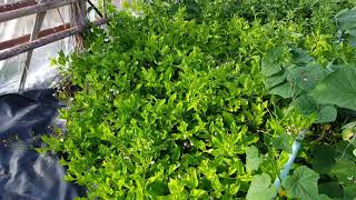 Gynura procumbens  leaves of the godscholestrol spinach [upl. by Wolpert438]