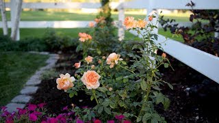 Planting At Last Rose 🌿🧡 Garden Answer [upl. by Arita]