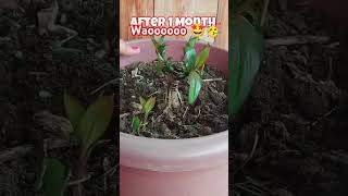 Dracaena plant care gardening viralvideo [upl. by Teews704]