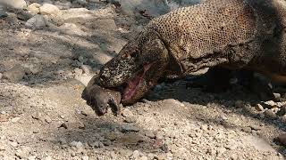 Here the Komodo dragons are afraid of swallowing eels [upl. by Adai]