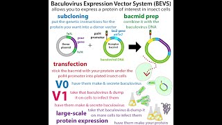 Baculovirus Expression Vector Systems getting insect cells to make protein for us [upl. by Tarah]