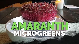 How to Grow Amaranth Microgreens Fast and Easy [upl. by Krute701]