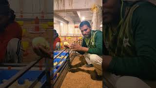 Chicks Ko Samjha Diya poultry viralshorts viral shorts shortsvideo ytshorts trending chicks [upl. by Miller]