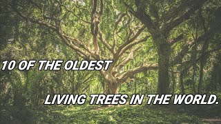 10 OF THE OLDEST LIVING TREES IN THE WORLD [upl. by Aleik]