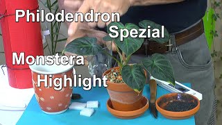 Philodendron Verrucosum Steckling machen und Monstera Thai Constellation Vorbereitung zur Vermehrung [upl. by Amaerd]