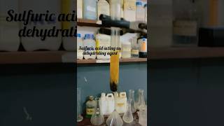 Sugar vs Sulphuric acid🧪😍 chemistry reactionshorts blacksnake fun experiment magic [upl. by Llehsem913]