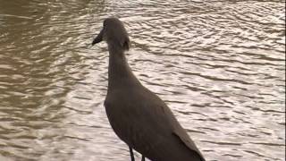 hamerkop Scopus umbretta [upl. by Sirdna]