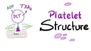 Platelet Structure  Thrombocytes Are The Babies of Megakaryocytes  Hemostasis  Hematology [upl. by Snook]