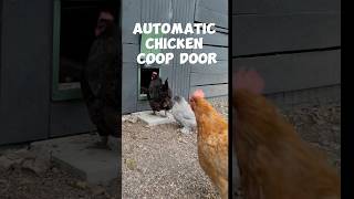 Pet Chickens  Automatic Security Door chicken chickencoop egg pets [upl. by Johann]