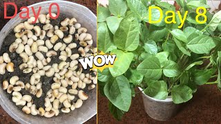 How to grow cowpea  Growing cowpea plants from seeds From days 08 [upl. by Anawit146]