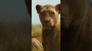 Tarzan met the lions tarzan dc shorts lions [upl. by Mehelhteb]