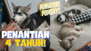 SETELAH 4 TAHUN  AKHIRNYA MINIATURE POMSKY F2 anjingsangatunik pomsky viral [upl. by Noirret]