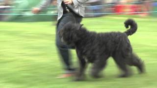 Ch Im Special Inessence Movado at Kanix  Bouvier des Flandres  Lambert [upl. by Eetsirk]