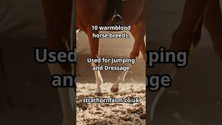 What breed of horse is used for dressage What breed of horse is used for jumping Warmblood horses [upl. by Riesman]