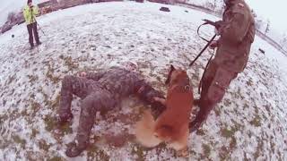 Owczarek belgijski Malinois Amir VS 110kg dzik 🐗 [upl. by Koenig]