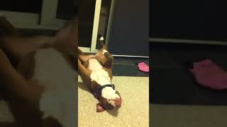 Hilarious Dog Pretends to Pass Out During Nail Trimming [upl. by Kyl744]