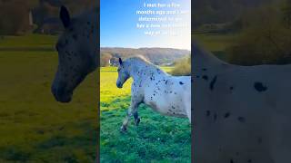 Abandoned horse gets a new life She is amazing🧡drafthorse cross equestrian training rescue [upl. by Enwahs]