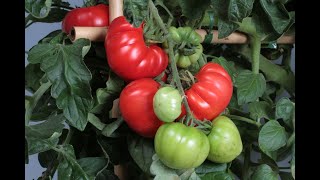 How to Grow Beefsteak Tomatoes from seeds [upl. by Adnoval]