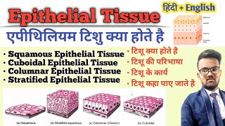 Tissue in Hindi  Epithelial Tissue  Types of Epithelial Tissue  Function of Tissue  उत्तक [upl. by Wolram]