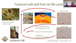 SWICP Webinar Fusarium wilt of melons [upl. by Aser]