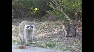 Raccoons amp Cats Living Together [upl. by Teplica]