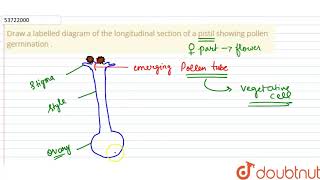 Class 12 Biology  CrossPollination And Its Adaptation [upl. by Mauldon514]