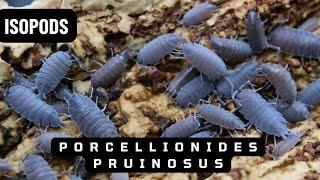 Powder Blue Isopods  Porcellionides Pruinosus  Isopod Care Guide and Behavior Insights [upl. by Anahsat73]