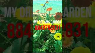 💐 Beautiful Hybrid Gerbera Plants   All india courier gerbera shorts [upl. by Eimmat930]