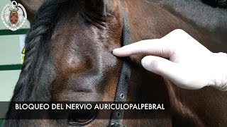 Anestesia locorregional para examen oftalmológico en el caballo [upl. by Llemij663]