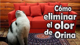 Como quitar el olor de orina de gato COMPROBADO gatos [upl. by Aamsa]